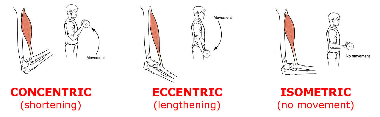 Concentric vs Eccentric Contractions